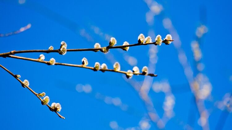 Сегодня отмечают Вербное воскресенье. Фото: pixabay