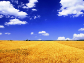 На полях аграрной сверхдержавы. Украинские фермеры рассказали "Стране" как выживают в борьбе с властями и погодой