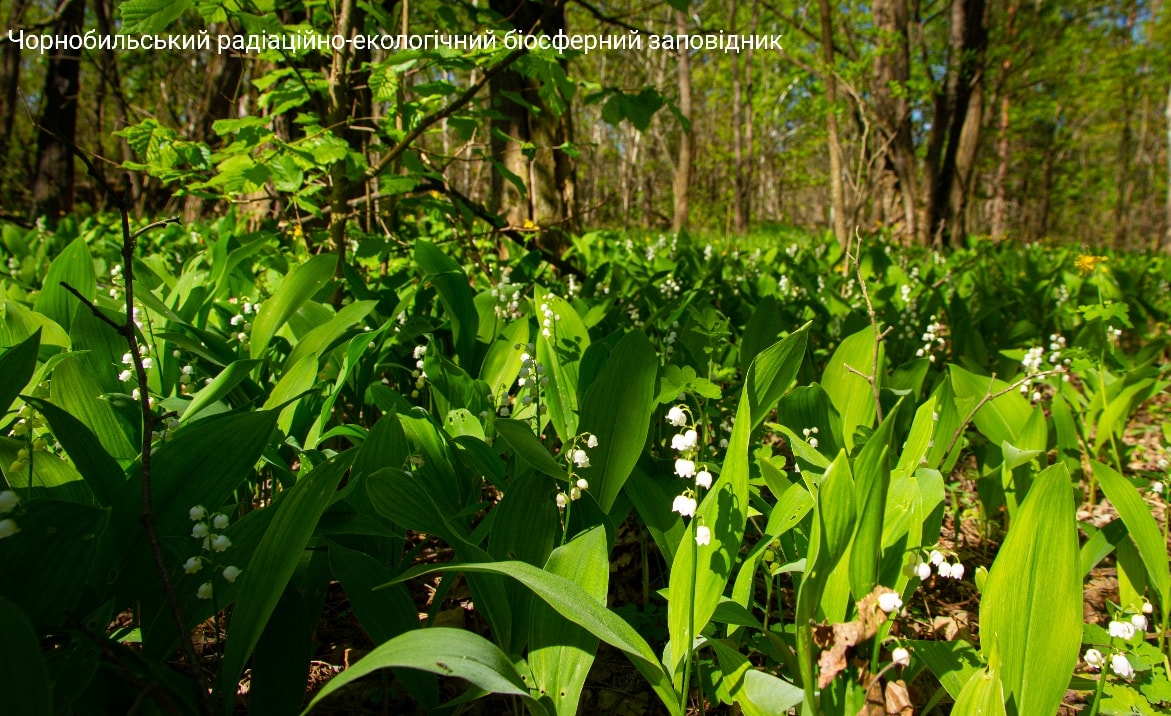 Полянка ландышей