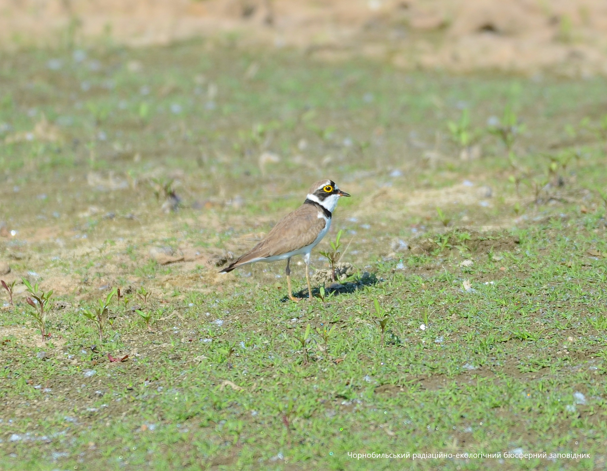 Птица идет по делам