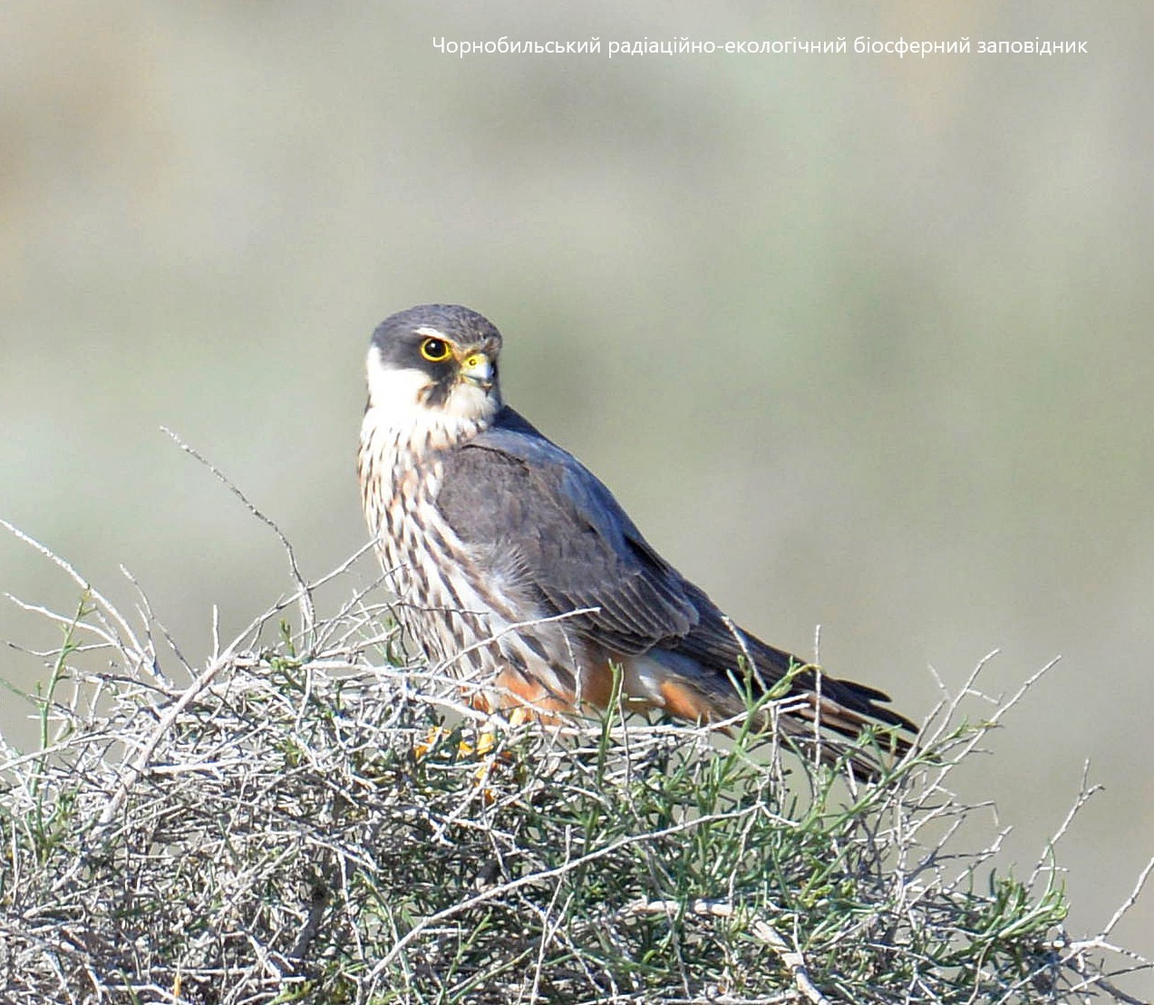 Хищник в гнезде