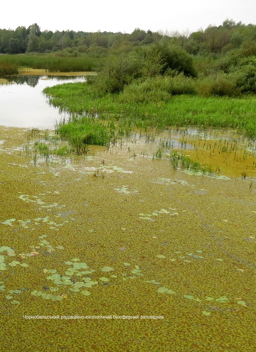 Сальвиния плавающая