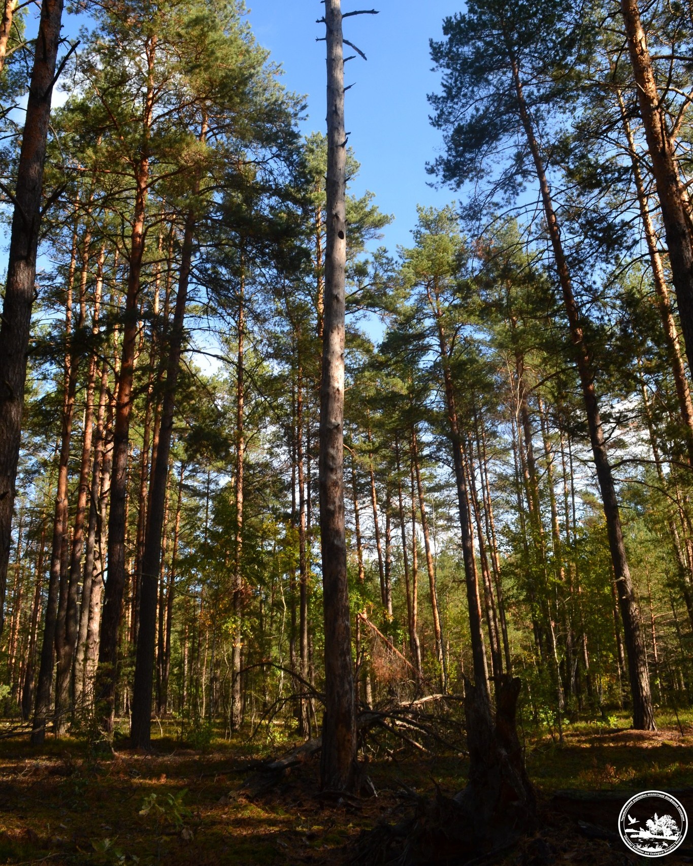Осенний лес в зоне отчуждения