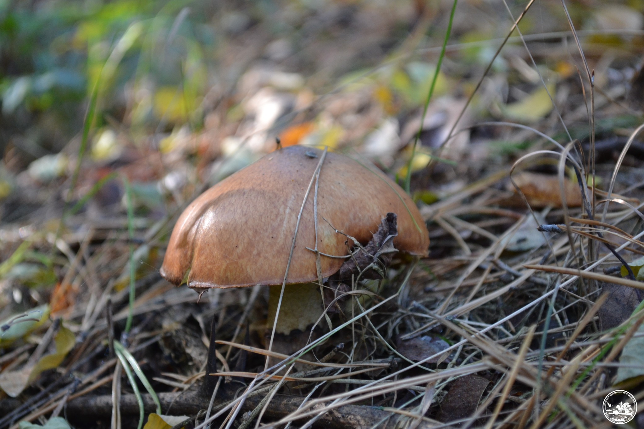 Осенний лес в зоне отчуждения