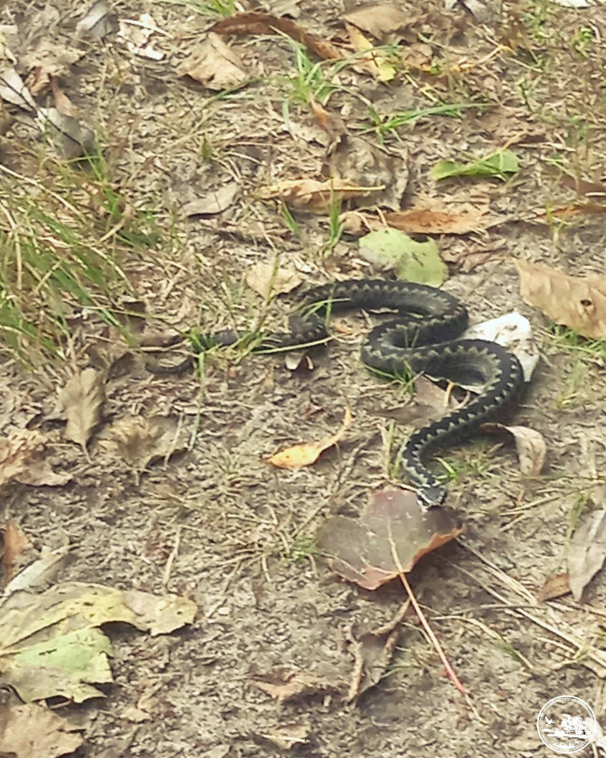 Змея на земле