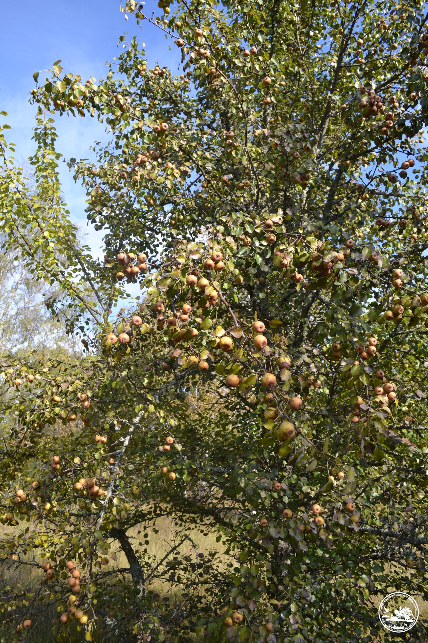 Яблоки любят все животные зоны отчуждения