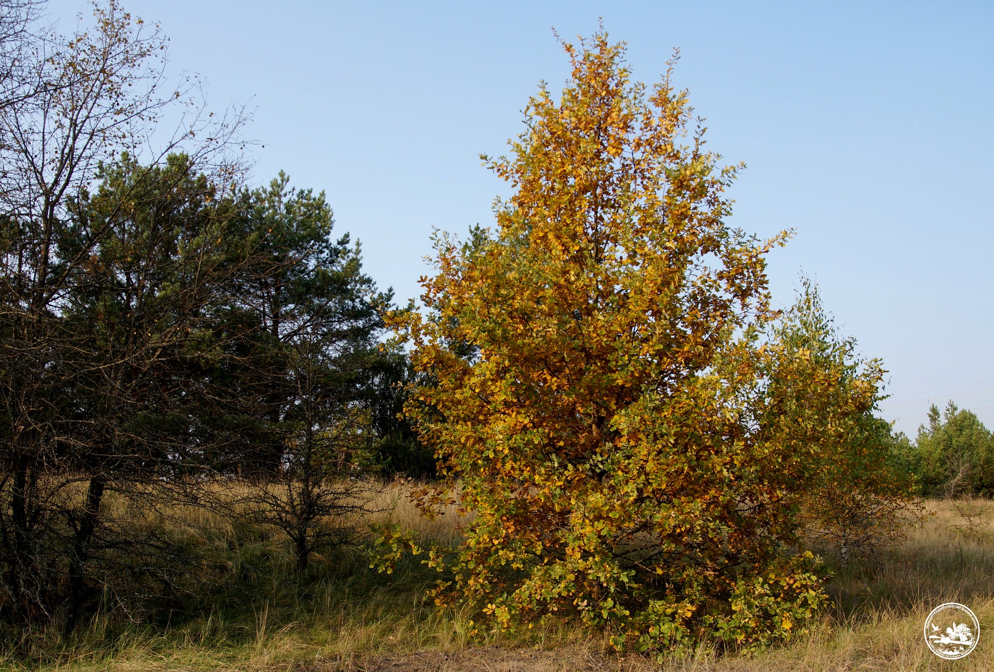 В зоне отчуждения деревья готовятся к зиме