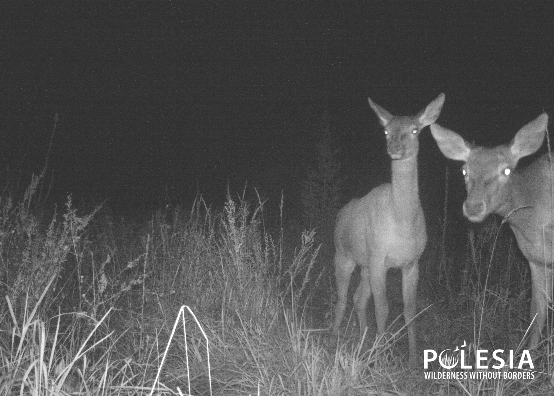 Снимок 3 фотоловушки