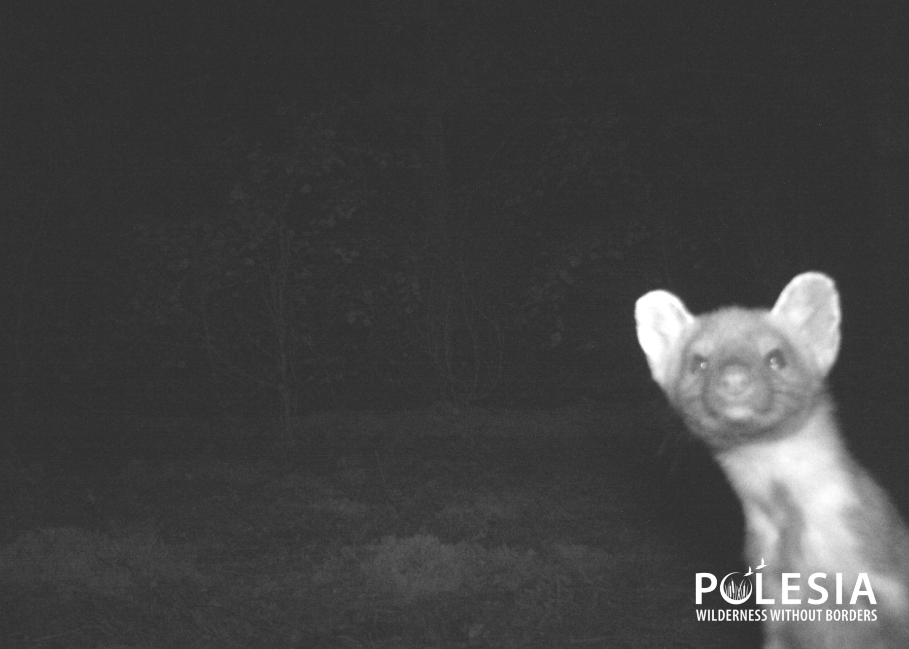 Снимок 4 фотоловушки