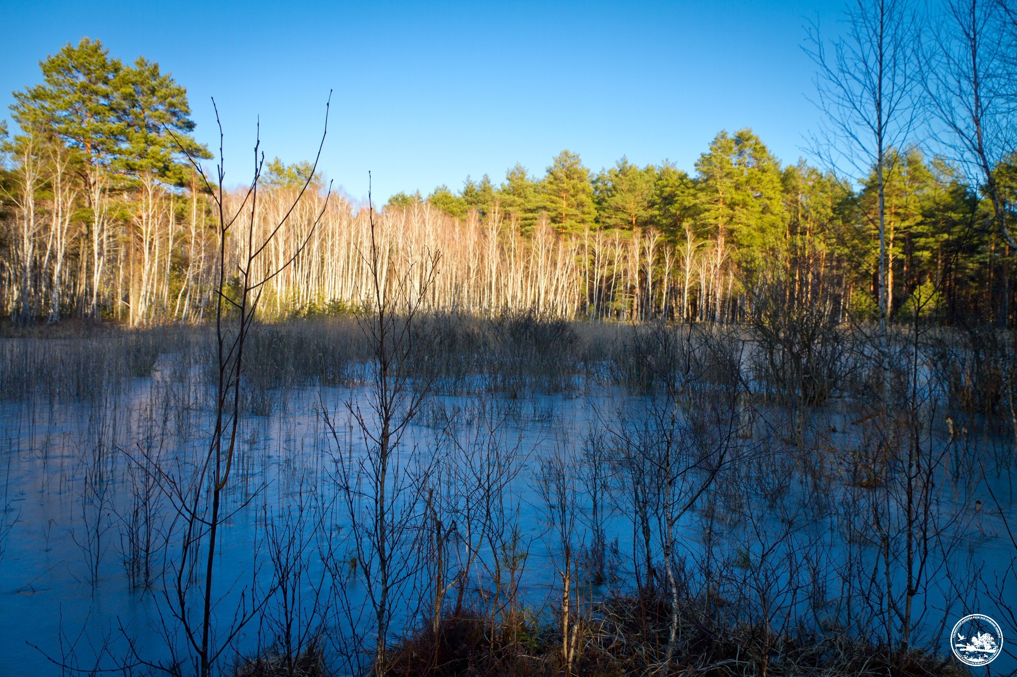 Место гибели оленя