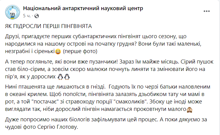 маленькие пингвинята на станции "Вернадского"