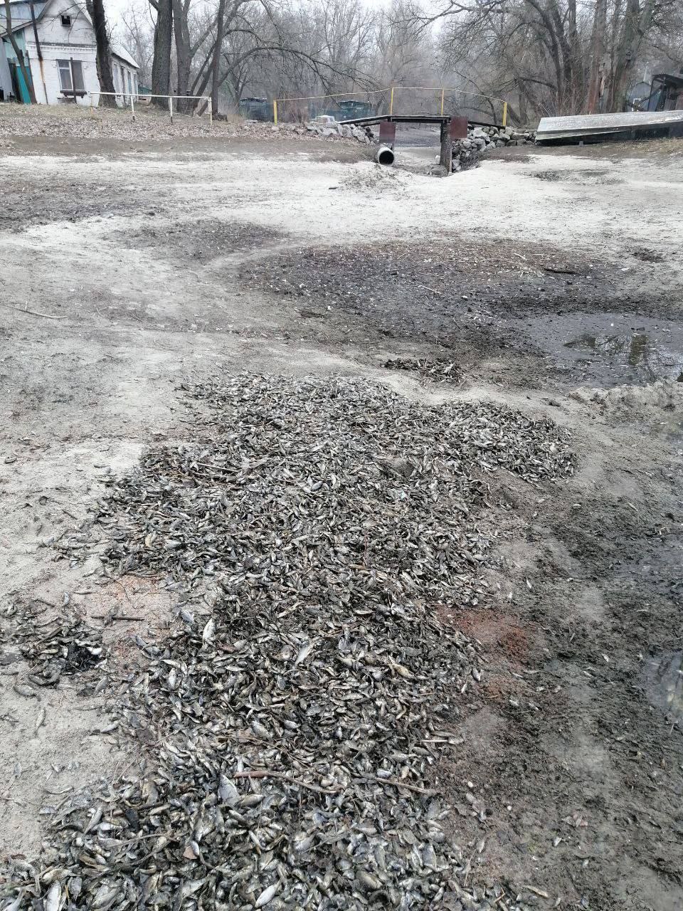 Под Запорожьем произошел массовый мор рыбы