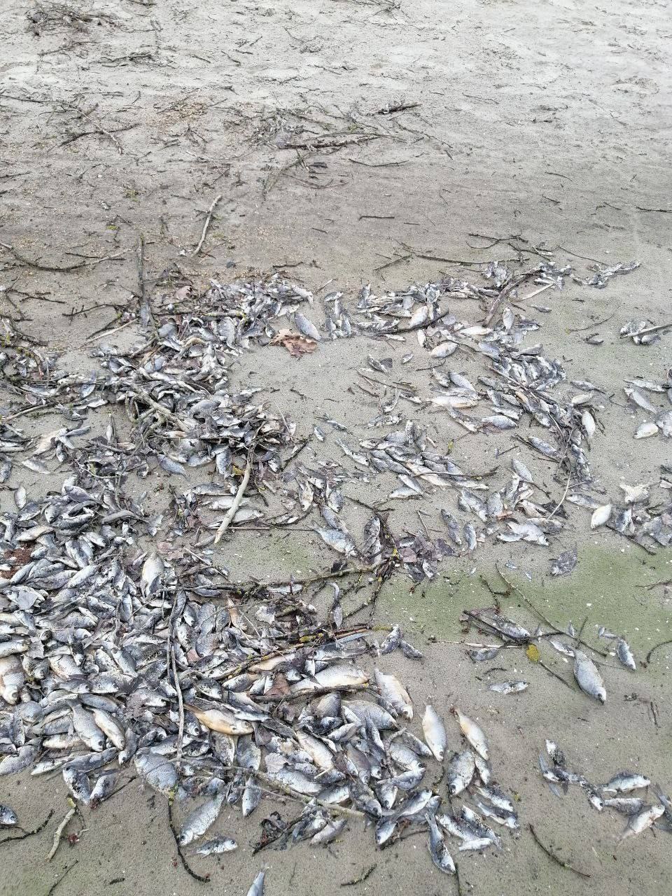 Под Запорожьем произошел массовый мор рыбы
