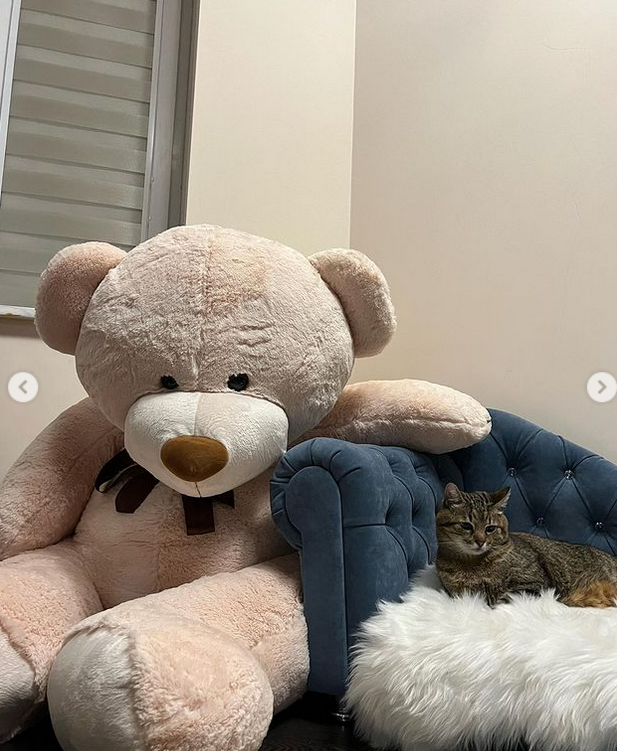 Кот Степан вернулся в Харьков