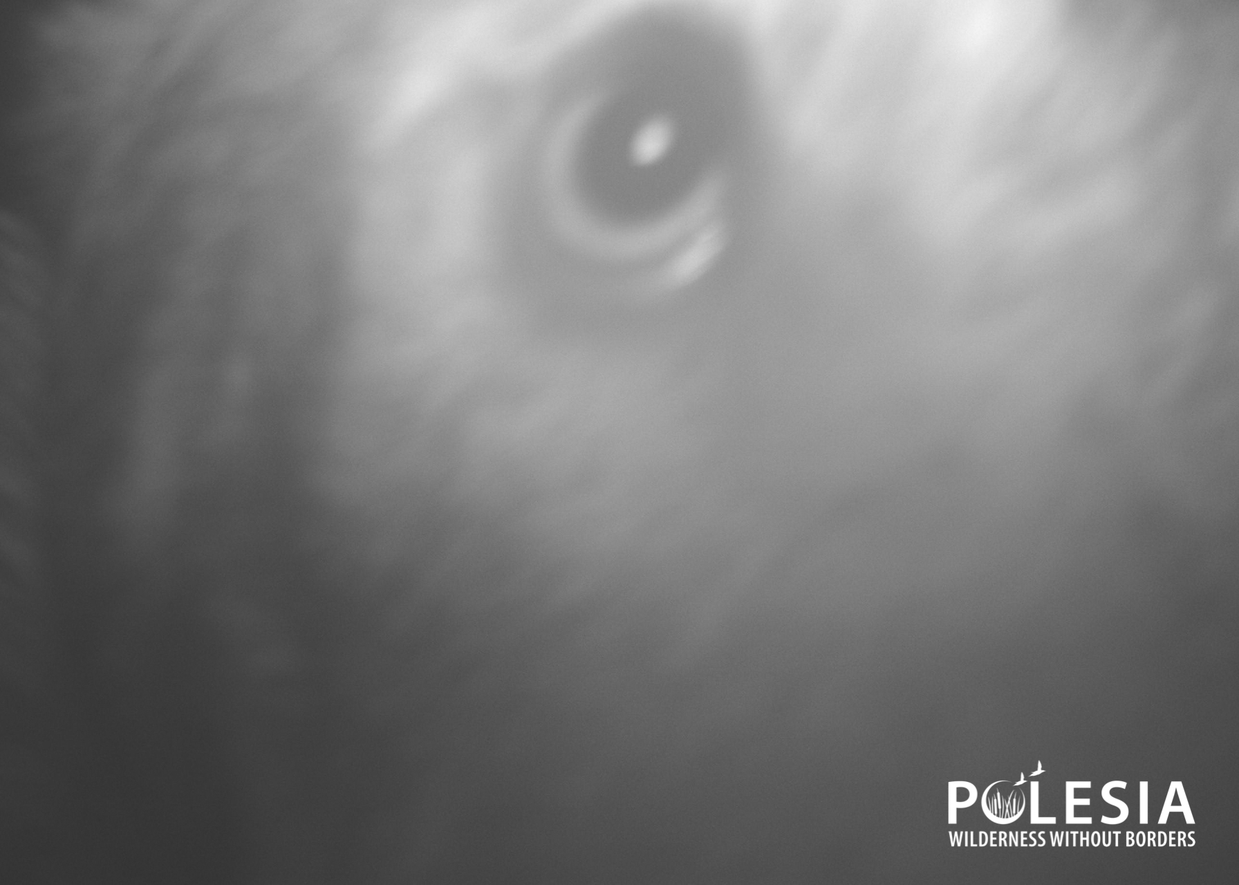 В Чернобыльском радиационно-экологическом биосферном заповеднике опубликовали фотографии диких животных