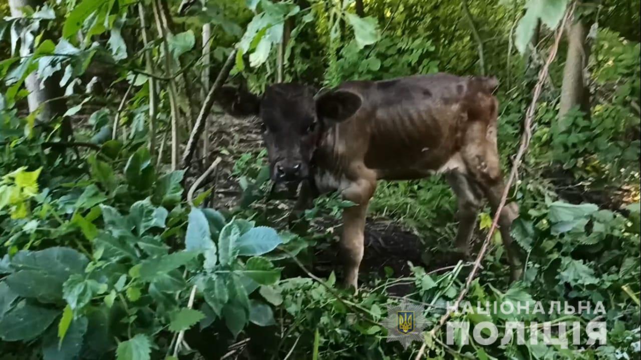 Покупатель не согласился с ценой на скот и просто украл его. Фото: Нацполиция