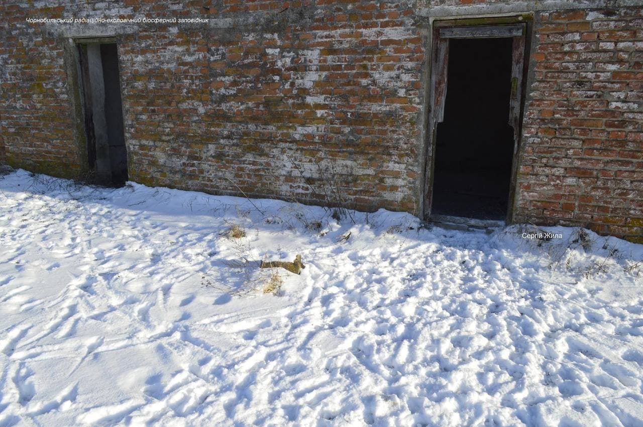 Вот такие тропы оленей и лошадей ведут на минеральный солерос в складское помещение фермы