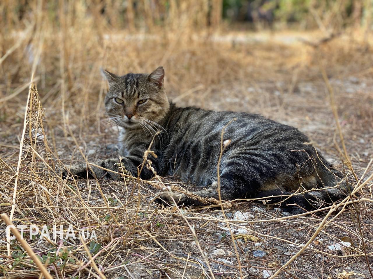 У Києві підпалили котячий притулок