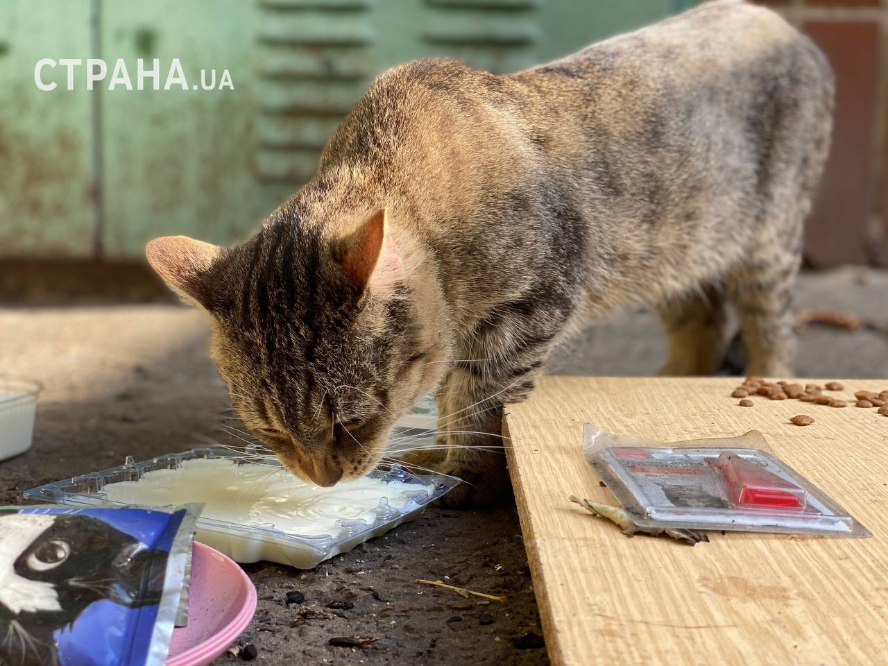 В Киеве подожгли кошачий приют