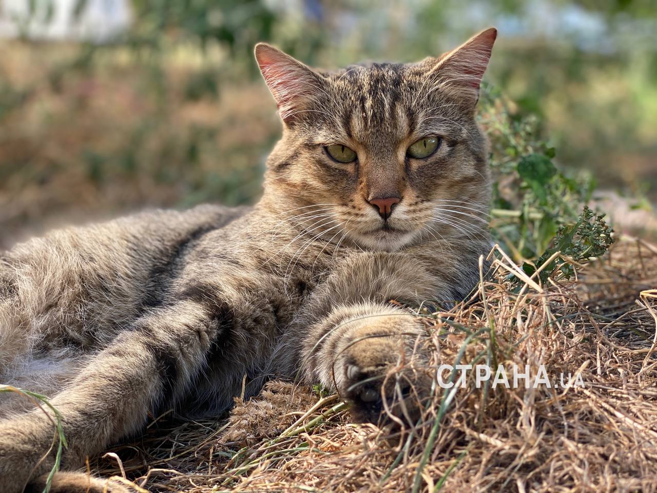 У Києві підпалили котячий притулок