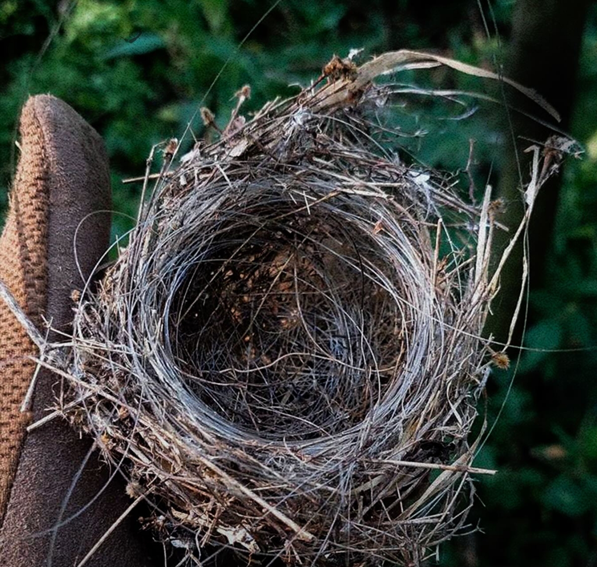 Птичье гнездо из оптоволокна.  Источник - Фейсбук